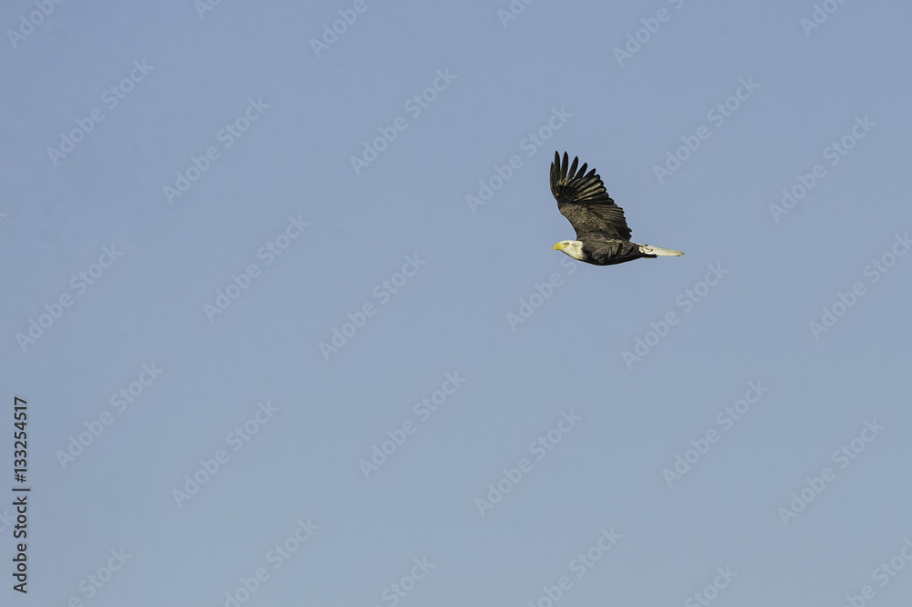 Obraz premium Bald Eagle soaring
