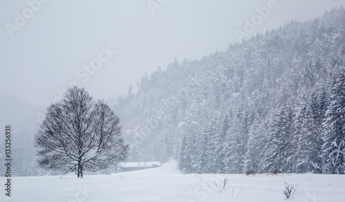 Tree and farmhouse in a valley in a blizzard