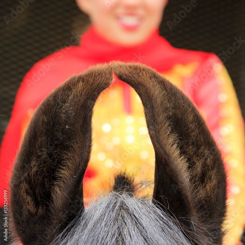 Bild auf Leinwand Indian horse breed, Marwari, has ears which touch.