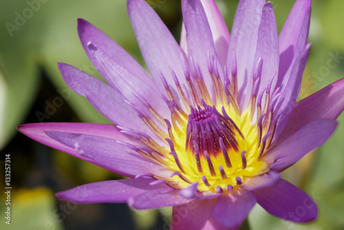 beautiful Blooming lotus flower