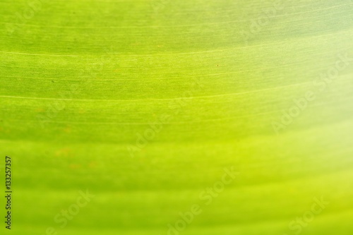 the green leaf lotus in blurred