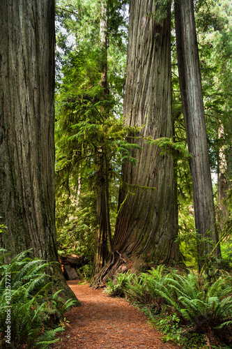 Jedediah Smith Redwoods State Park, Oregon