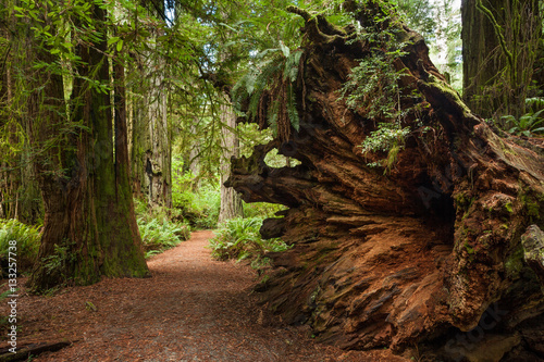 Big Trunk at Jedediah Smith Redwoods State Park  Oregon