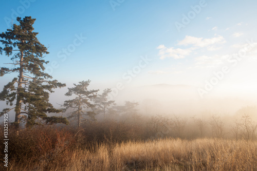 Forest and fog at sunset lanscape