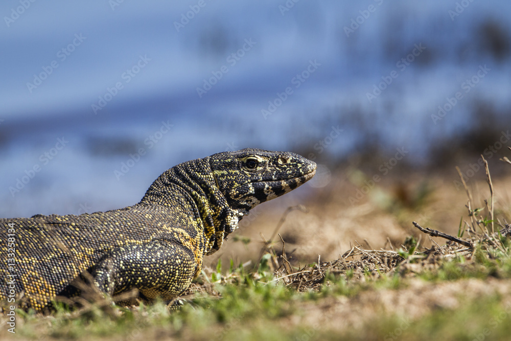 Fototapeta premium Nile monitor in Kruger National park, South Africa