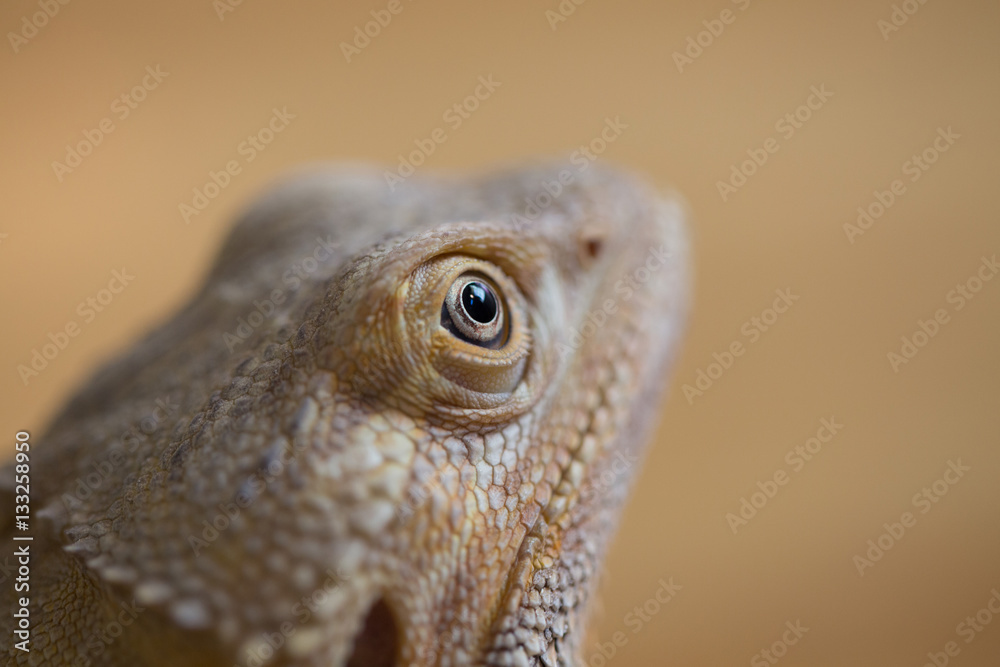 Closeup eye focus of Bearded Dragon lizard reptile tan color wit