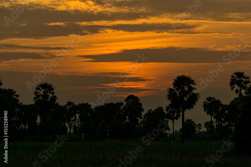 After a beautiful sunset  palm