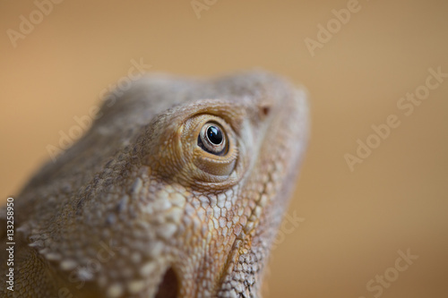Closeup eye focus of Bearded Dragon lizard reptile tan color wit