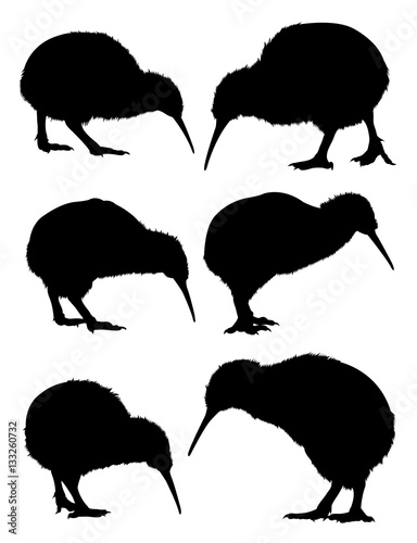 Kiwi birds animal silhouette. Good use for symbol, logo, web icon, mascot, sign, or any design you want.