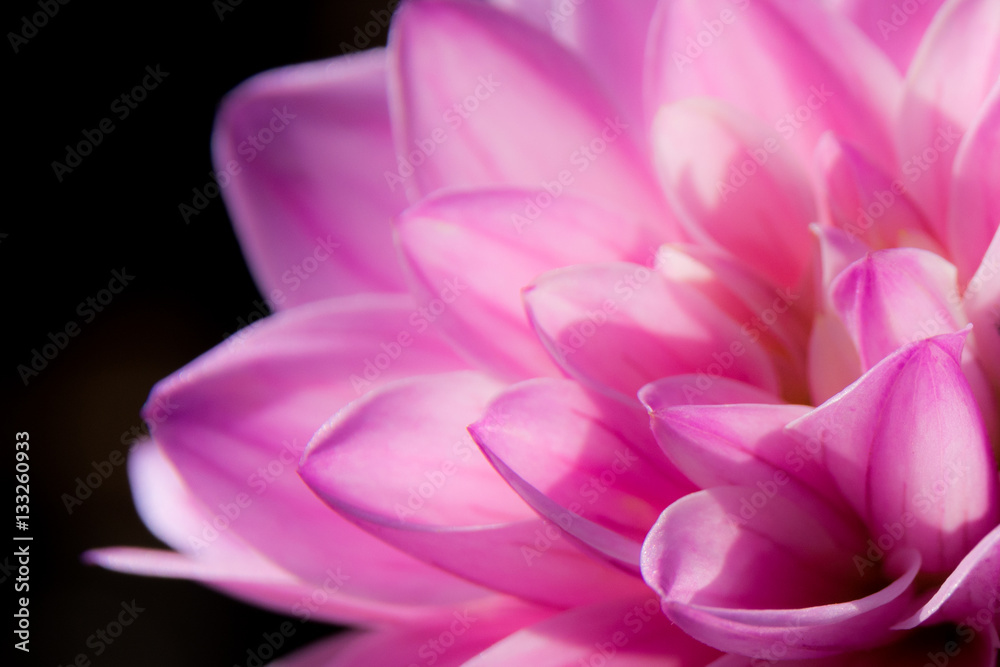 close up of dreamy pink dahlia