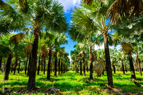 Palm tree field