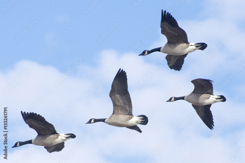 Fototapeta premium Four Canada Geese fly over Washington DC.