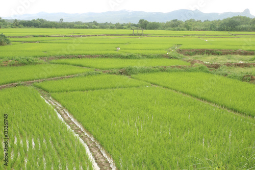 Paddy rice farm in Thailand