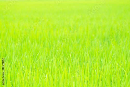 Photographed close up fresh young grass growing on organic field, Refreshing ...