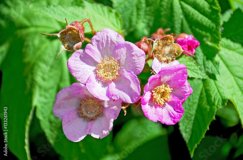 Blooming Virginia raspberry or  purple-flowered raspberry or flowering raspberry (Rubus odoratus)