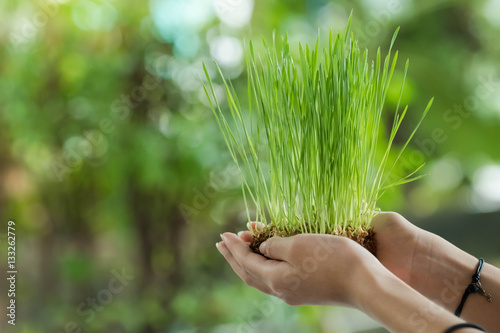  wheat seedling on the hand