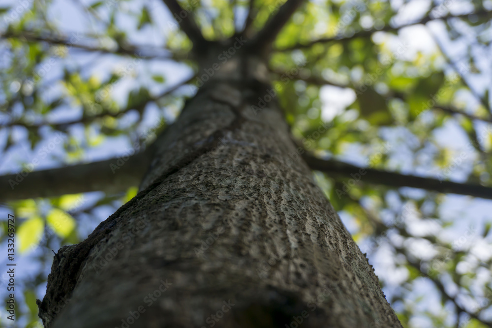 Fototapeta premium Arbol