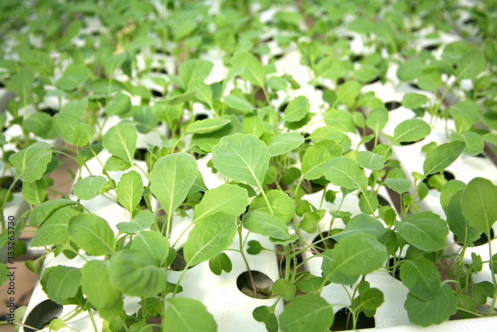 Organic vegetables and Hydroponics Organic vegetables and Hydroponics