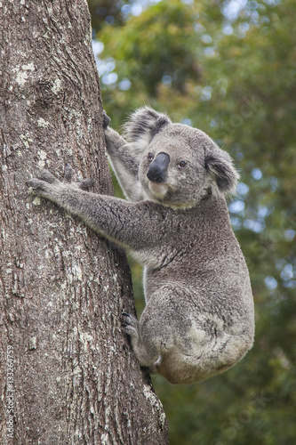 Photography Koala