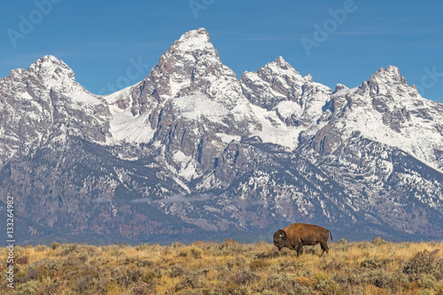 Fototapet Lone Bison Grazing With Grand Tetons Backdrop