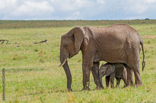 African Elephant and Calf at Masai Mara National Reserve, Kenya
