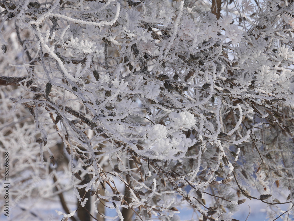Frosty tree branches in an early snowy morning Frosty tree branches in an early snowy morning
