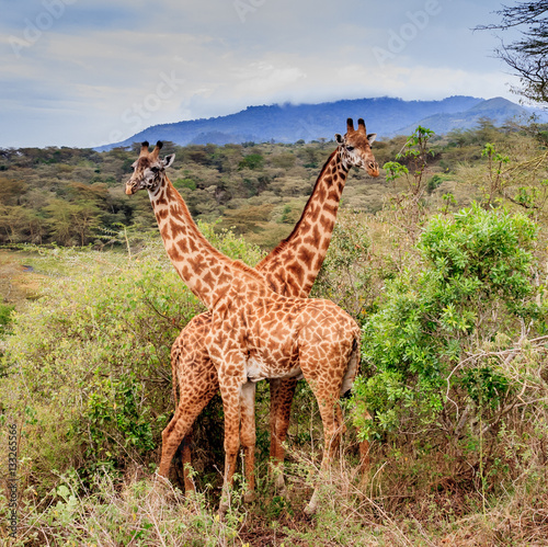 Paired Masai Giraffe in Tanzania