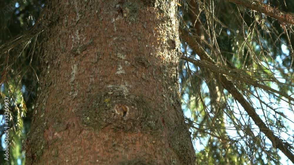 Powerful trunk of the pine tree in the park in the background beautiful nature. Close-up Powerful trunk of the pine tree in the park in the background beautiful nature. Close-up