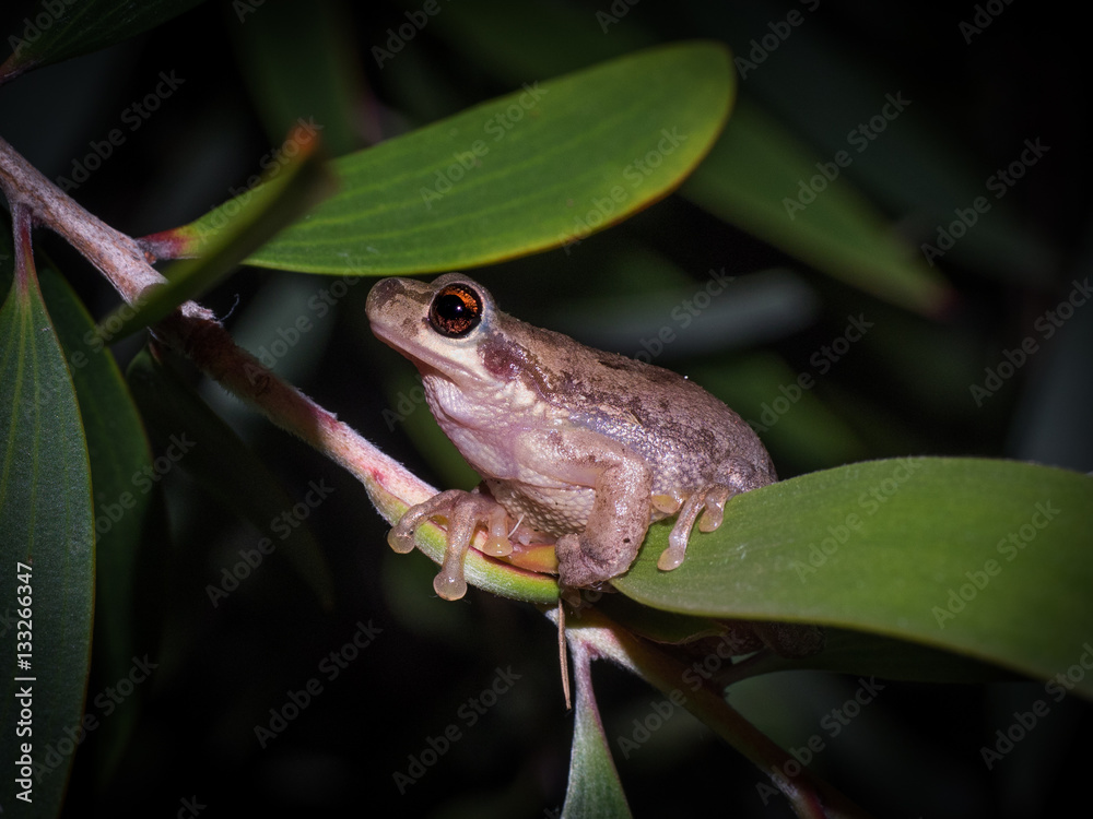 Obraz premium Frog