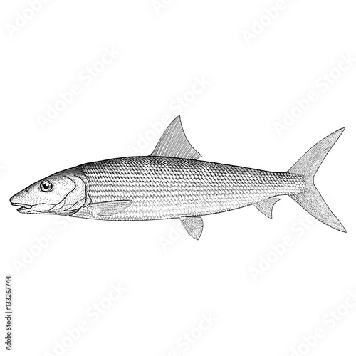 Hand Drawn Illustration of a Bonefish