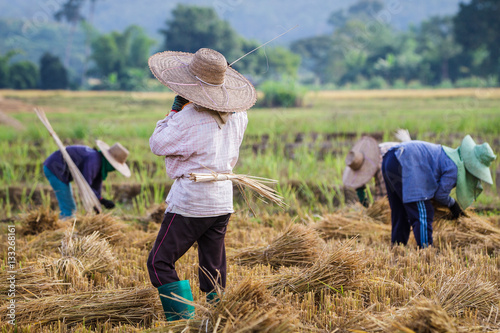 Thai farmers with straw hat during the rice harvest in paddy fields in Chiang Mai  Thailand