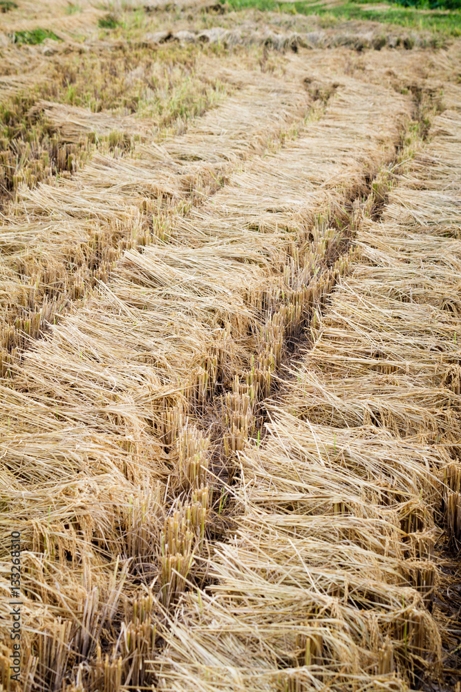 Fototapeta premium Bundles of rice harvested in paddy field, detail of ears of rice in Chiang Mai, Thailand
