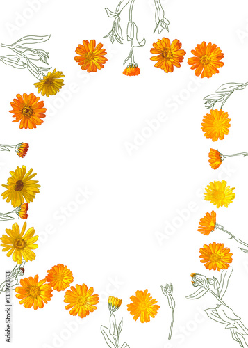 top view flat lay illustration of flowers herb calendula frame isolated on white background