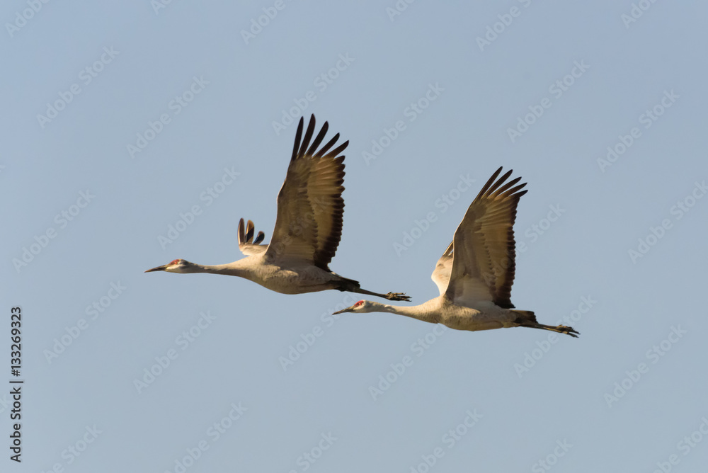 Obraz premium Sandhill Cranes