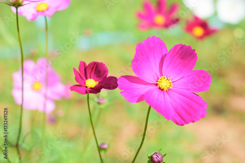  Purple cosmos flower on a green background
