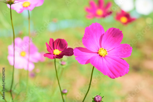  Purple cosmos flower on a green background © changephoto