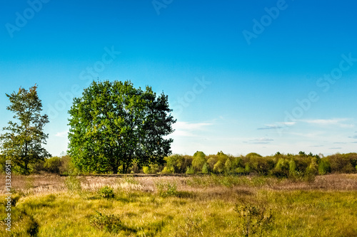 Young oak tree against the blue summer sky