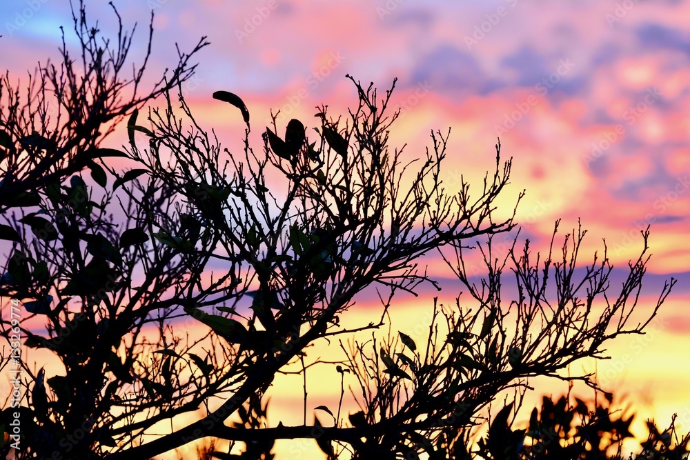 Fototapeta premium Atardecer