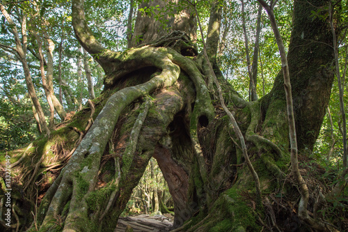  Kugurisugi   forked tree of Yakusugi in Shiratani Unsuikyo  Yakushima Island  natural World Heritage Site in Japan