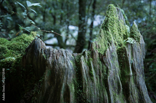 Stump of Yakusugi in primeval forest, Shiratani Unsuikyo, Yakushima Island, natural World Heritage Site in Japan