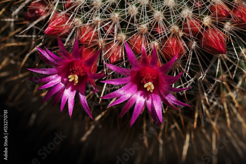 decorative cactus