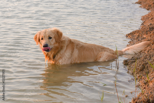 Golden Retriever in play at the lake