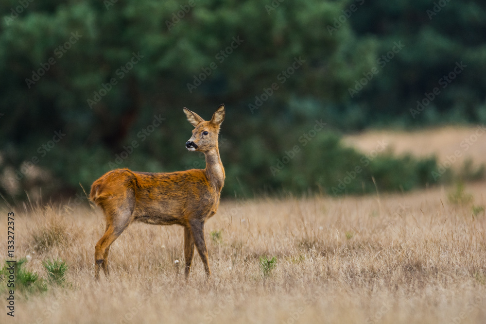Reh schaut nach hinten im Nationalpark De Hoge Veluwe Reh schaut nach hinten im Nationalpark De Hoge Veluwe