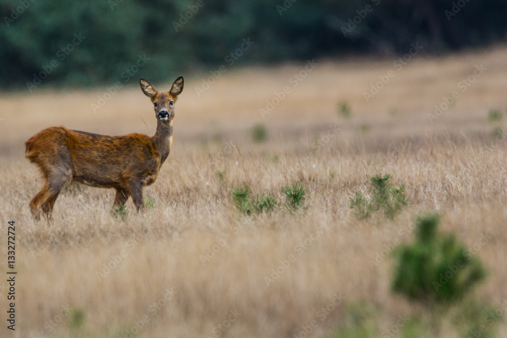 Reh bemerkt mich im Nationalpark De Hoge Veluwe