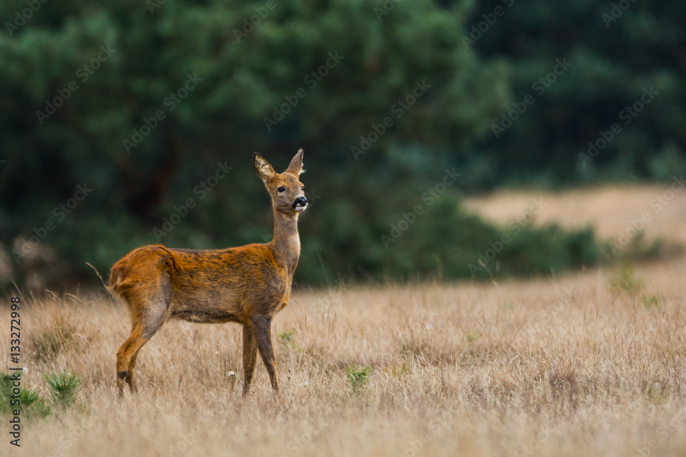 Reh im Nationalpark De Hoge Veluwe