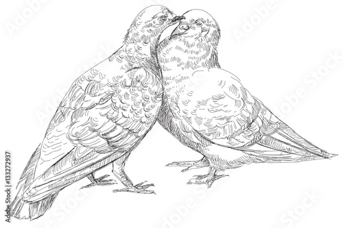 lovers Pigeons kissing in vector