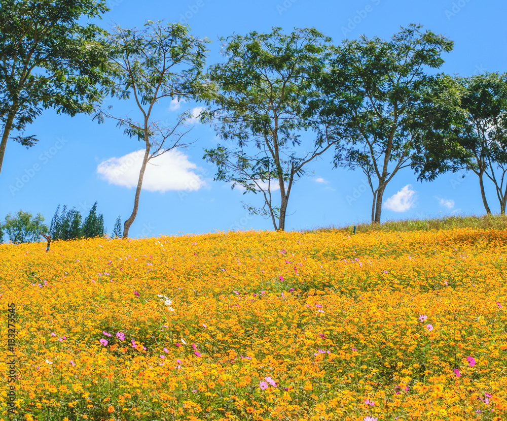 yellow cosmos flower in nature garden yellow cosmos flower in nature garden