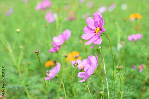 Purple cosmos flower on a green background © changephoto