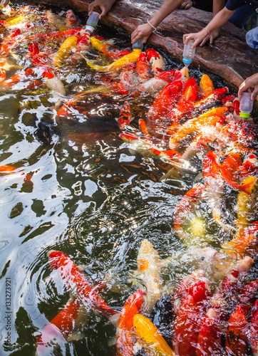 Colorful koi fish, swimming in a water garden