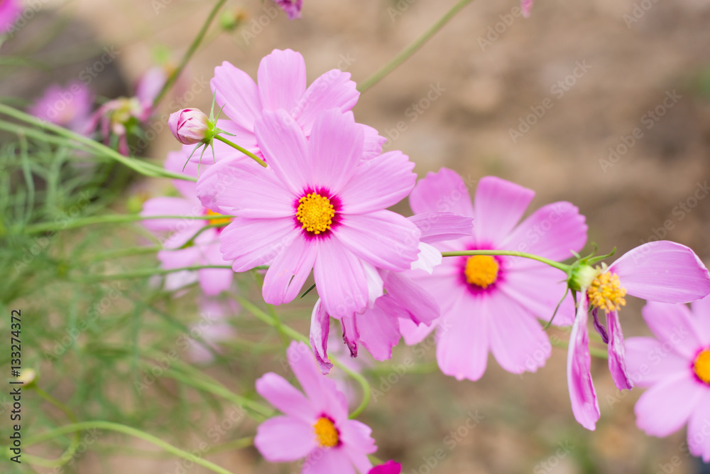 Pink cosmos flower (Cosmos Bipinnatus) background Pink cosmos flower (Cosmos Bipinnatus) background